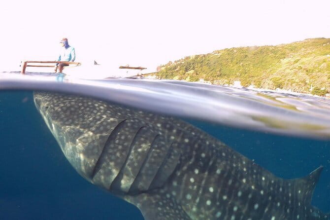 Oslob Whale Shark & Tumalog Waterfalls & Sumilon Sandbar - FAQ