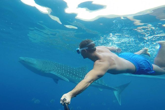 Oslob Whale Shark Watching - What $120 buys you