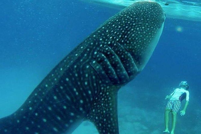 Oslob Whale Shark watching + Canyoneering Adventure Tour - The 3:30 am start and long road day