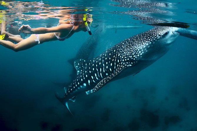 Oslob Whale Shark Watching - What the private format really means