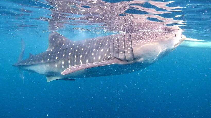 Oslob: Whale Sharks, Inambakan Falls & Moalboal Sardines - Cooling off at five-tier Inambakan Falls