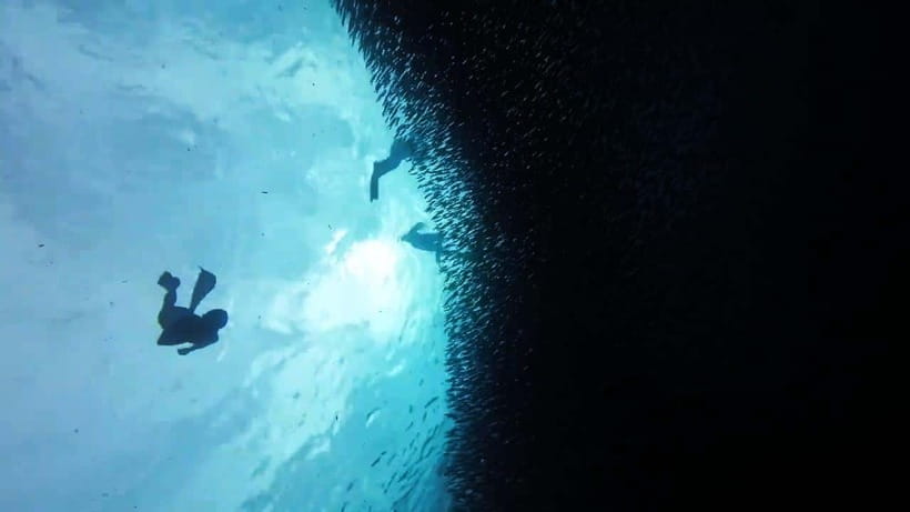Oslob: Whale Sharks, Inambakan Falls & Moalboal Sardines - Who should book this Cebu day trip?