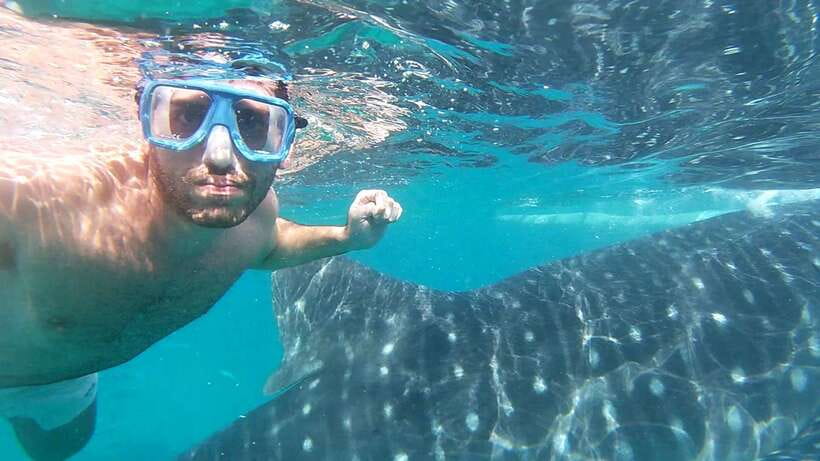 Oslob: Whale Sharks, Inambakan Falls & Moalboal Sardines - Meeting the whale sharks in Oslob