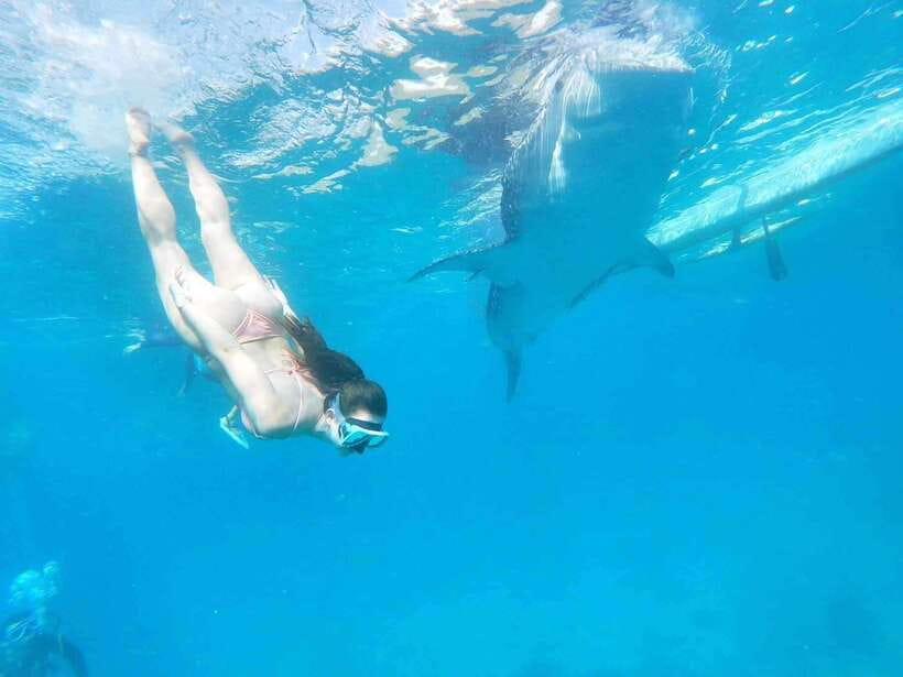Oslob: Whale Sharks, Tumalog Falls & Sumilon Trio Adventure - Who will enjoy this Cebu day trip?
