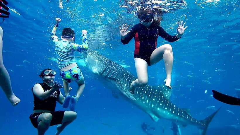 Oslob: Whaleshark Swimming, Inambakan Falls & Moalboal Tour - A 3:00 AM start for South Cebu’s biggest sights