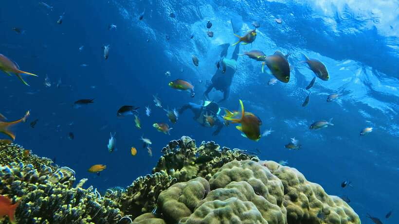 Oslob: Whaleshark Swimming, Inambakan Falls & Moalboal Tour - Breakfast is practical, not leisurely