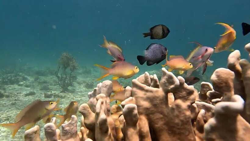 Oslob: Whaleshark Swimming, Inambakan Falls & Moalboal Tour - Moalboal’s sardine run from Panagsama Beach