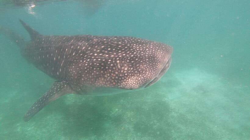 Oslob: Whaleshark Watching, Sumilon Island & Monkey Viewing - Who will get the most from this tour