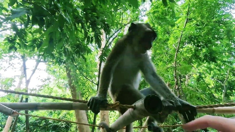 Oslob: Whaleshark Watching, Sumilon Island & Monkey Viewing - What the $81 price really buys you