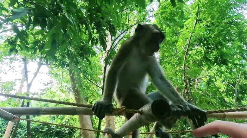 Oslob: Whaleshark Watching, Sumilon Island & Monkey Viewing - Breakfast and the optional Tumalog Falls stop