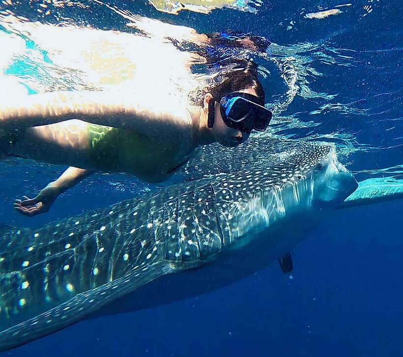 Oslob: Whaleshark Watching, Tumalog Falls & Sumilon Island - Oslob whale shark viewing