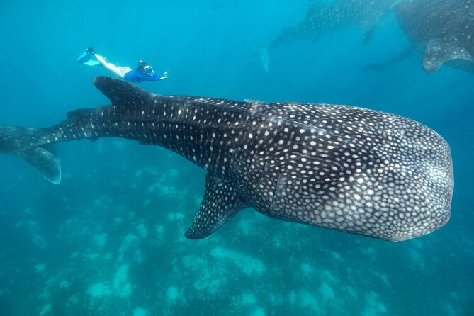 Oslob Whaleshark with Sumilon Island - Meeting Oslob’s whale sharks