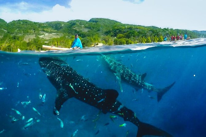 Oslob Whaleshark with Sumilon Island - The 3:00 a.m. start and the road south
