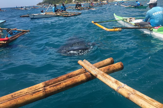 Oslob WhaleSharks, Aguinid Falls & Kawasan Main (Gatorade) Falls - Tan-awan, Oslob, and the whale shark encounter