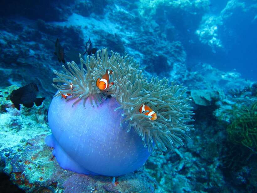 Pamilacan island: Dolphins, snorkel, lunch and walking tour - Three hours in the protected marine sanctuary