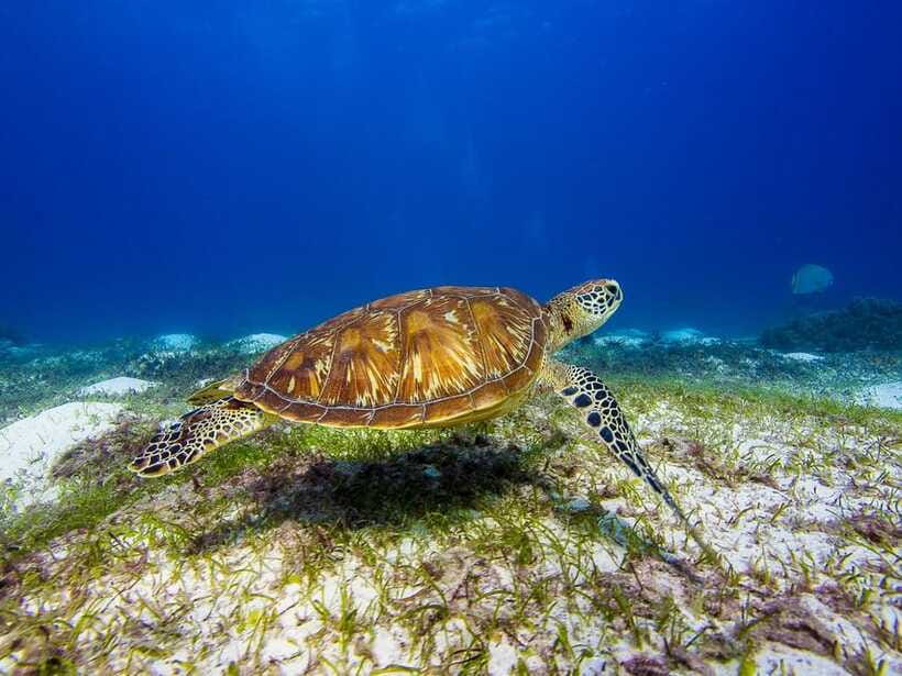 Pamilacan island: Dolphins, snorkel, lunch and walking tour - What the $139 price really buys