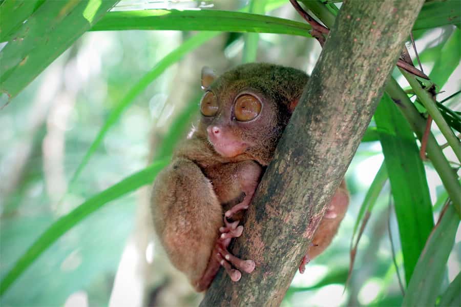 Panglao: Dao, Forests, and Tarsier Sanctuary Tour with Lunch - Key points at a glance