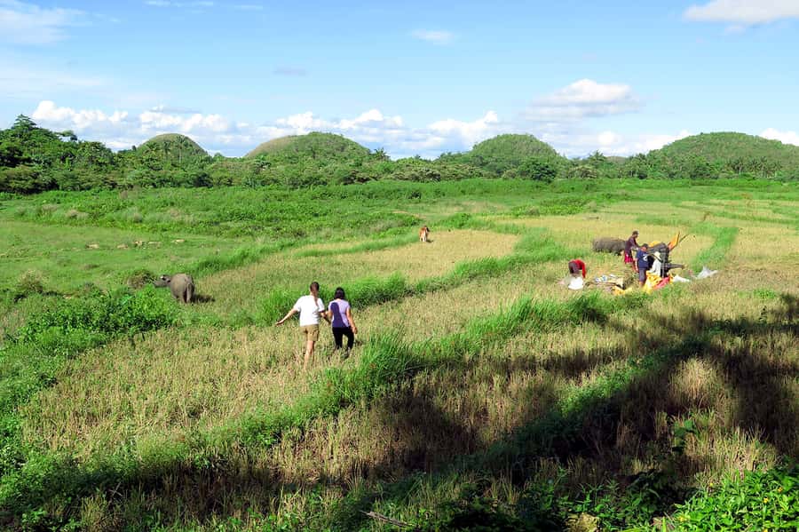 Panglao: Dao, Forests, and Tarsier Sanctuary Tour with Lunch - Meeting Bohol’s tiny tarsiers in Corella