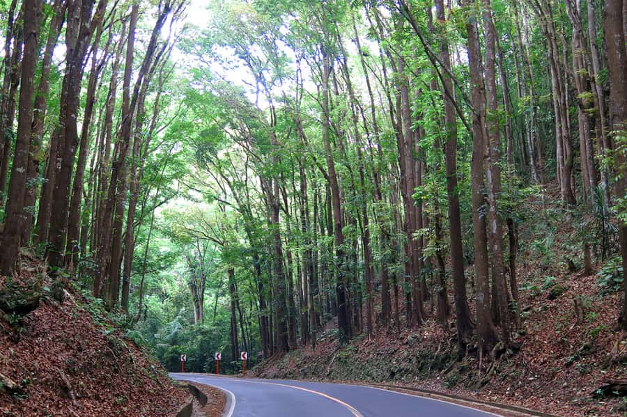 Panglao: Dao, Forests, and Tarsier Sanctuary Tour with Lunch - Climbing for a Chocolate Hills view