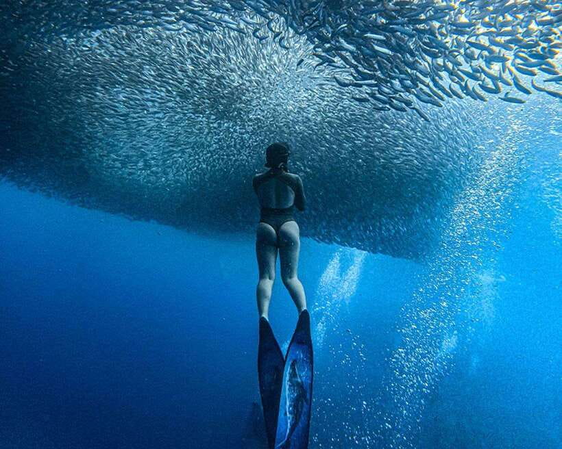 Panglao: Napaling Reef and Sardines Freediving Experience - Key points to know before booking
