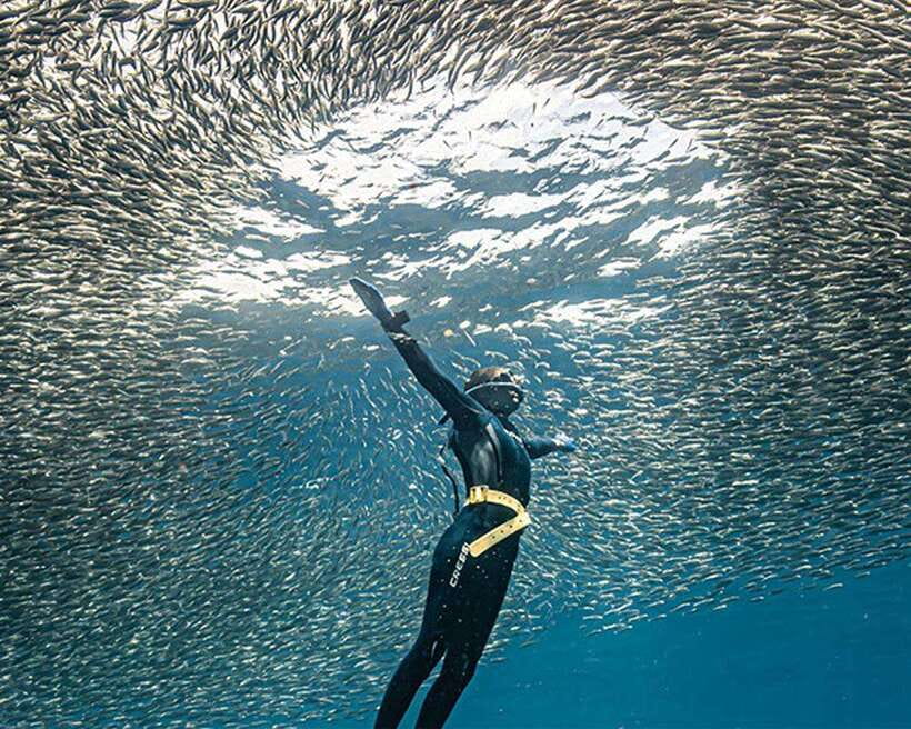 Panglao: Napaling Reef and Sardines Freediving Experience - Why Napaling Reef is Panglao’s signature swim