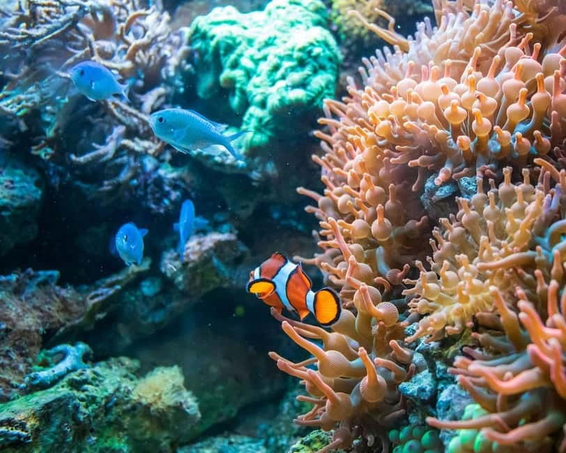 Panglao: Snorkeling at NapalingReef with Sardines Experience - Why Napaling Reef is worth your morning