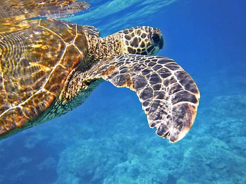 Port Barton: Island Hopping to Turtle Spot & Reef with Lunch - Key points to know before you book
