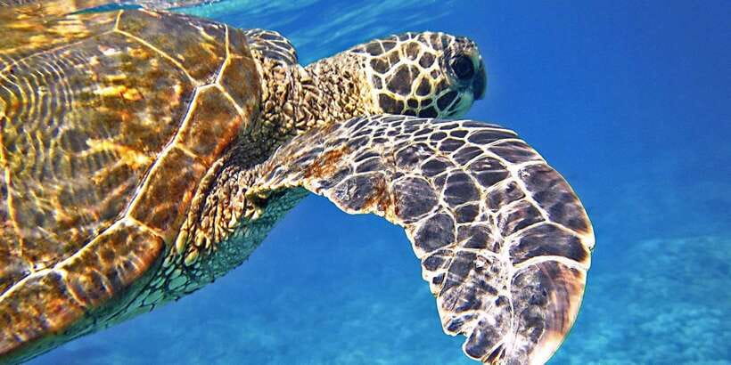 Port Barton: Island Hopping to Turtle Spot & Reef with Lunch - Exotic Island, Maxima Island, and the beach stops