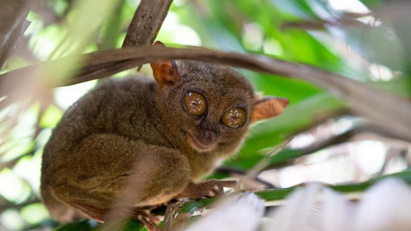 PREMIUM Bohol Eco-Tours: Chocolate hills - Starting at Corella’s tarsier sanctuary