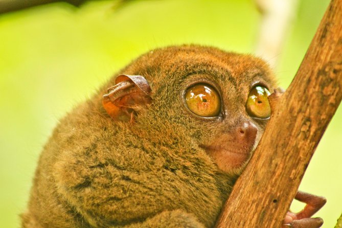 Private Day Trip Cebu to Bohol w/ Chocolate Hills & Loboc Cruise - Lunch on the Loboc River