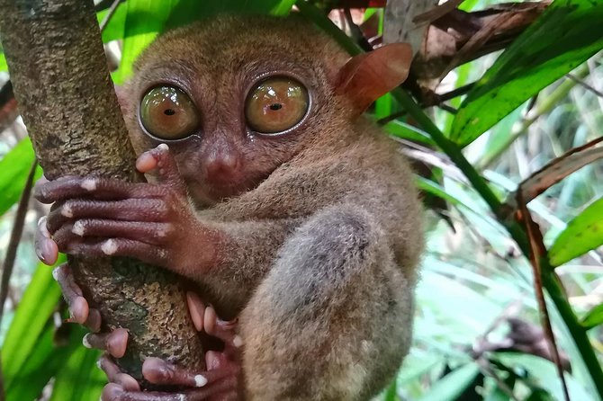 Private Day Trip Cebu to Bohol w/ Chocolate Hills & Loboc Cruise - Python Park and other optional stops