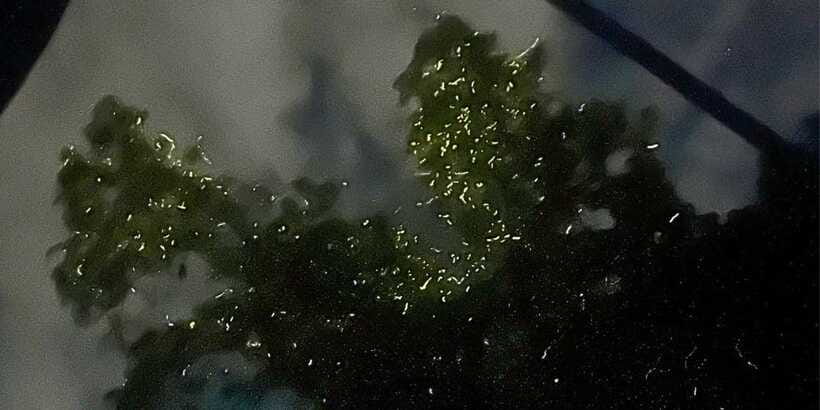 Private Firefly Watching Night Cruise on Bohol Abatan River - Three mango trees and a short boat ride