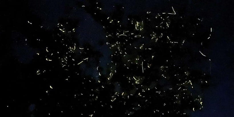 Private Firefly Watching Night Cruise on Bohol Abatan River - What the three-hour schedule really means
