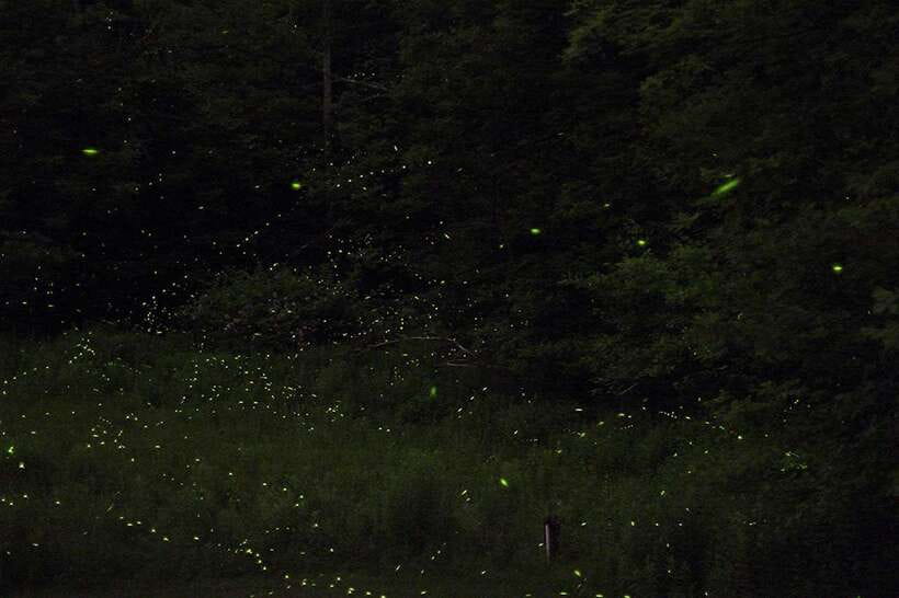 Puerto Princesa: Firefly Watching Bay Cruise with Dinner - Key details before you book