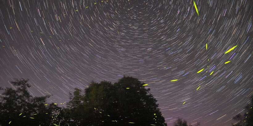 Puerto Princesa: Firefly Watching Bay Cruise with Dinner - FAQ