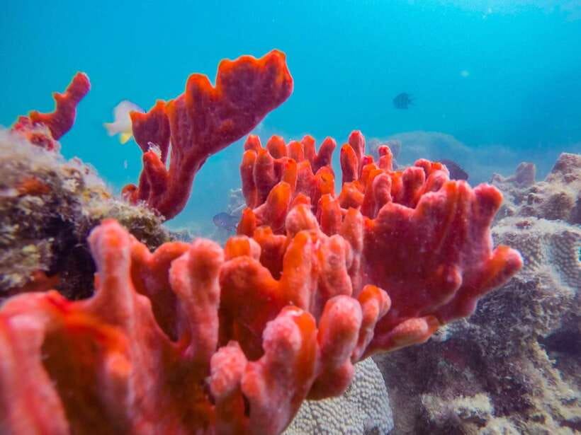 Puerto Princesa: Private Honda Bay Island Hopping Tour - Key points to know before you book