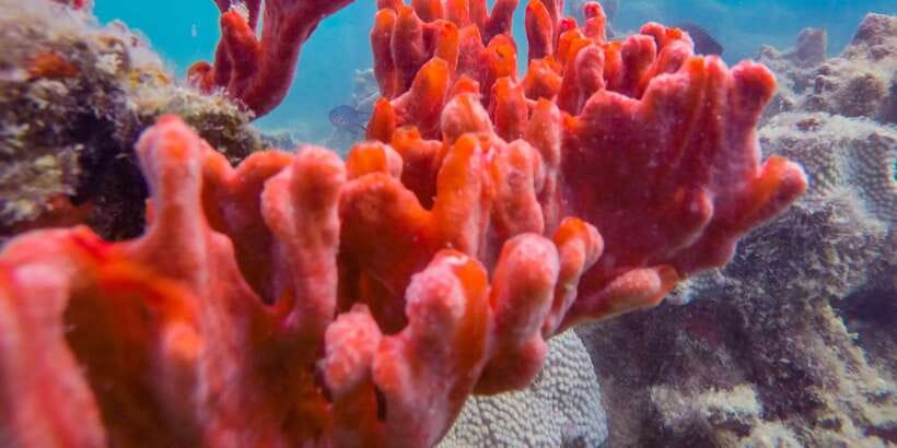 Puerto Princesa: Private Honda Bay Island Hopping Tour - Cowrie Island, lunch, and the longest stop