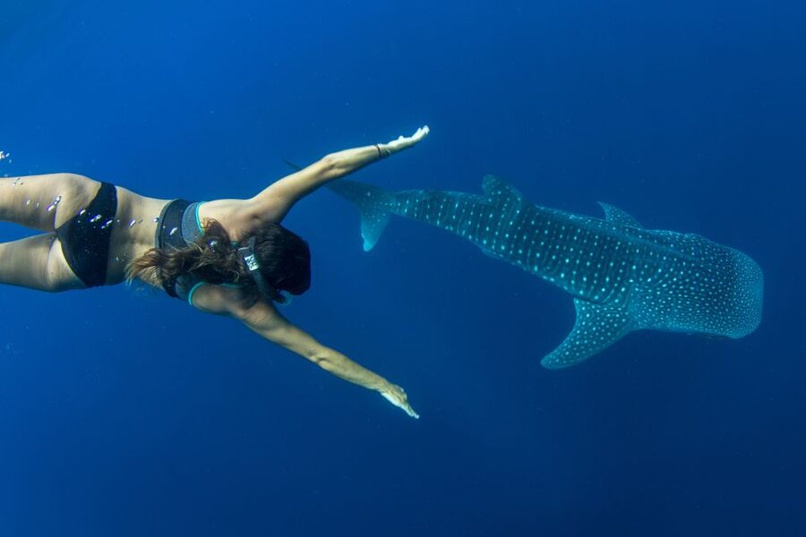 Puerto Princesa: Swim with Whale Sharks Boat Cruise - A whale shark day that begins with a search