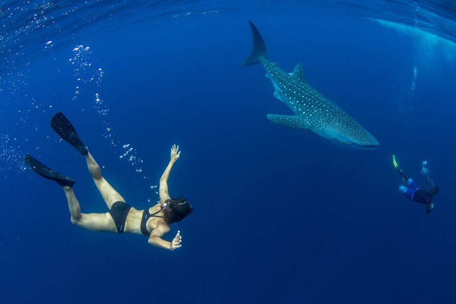 Puerto Princesa: Swim with Whale Sharks Boat Cruise - Pickup from nine Puerto Princesa locations