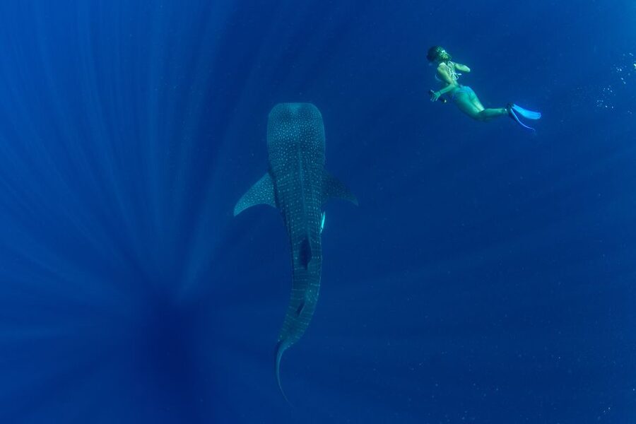 Puerto Princesa: Swim with Whale Sharks Boat Cruise - Lunch and a long day on the water