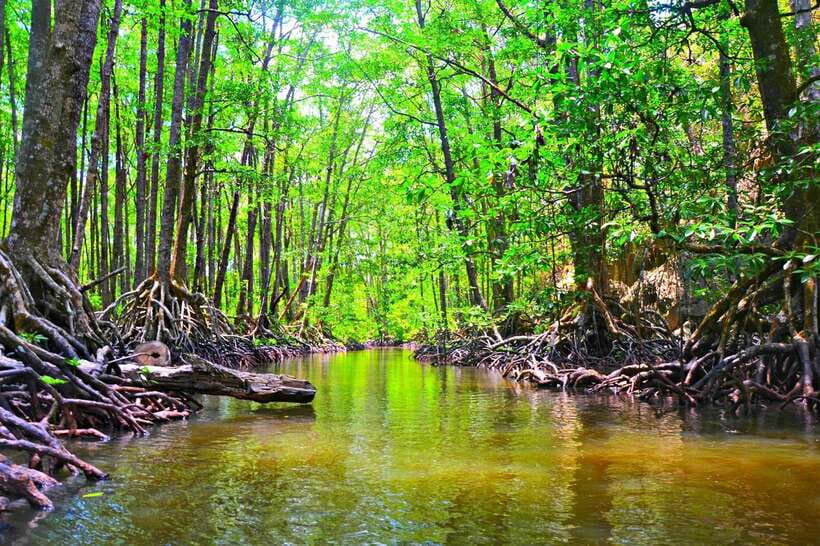 Puerto Princesa: Underground River, Zipline, Paddleboat Tour - A Filipino buffet lunch by the beach