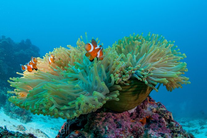 Scuba Diver Course (PADI) - A fast route into scuba certification