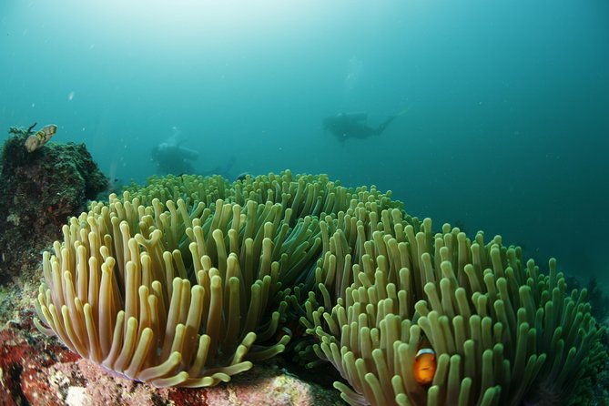 Scuba Diving in Boracay: SSI Basic Diver for Beginners - What the boat portion adds