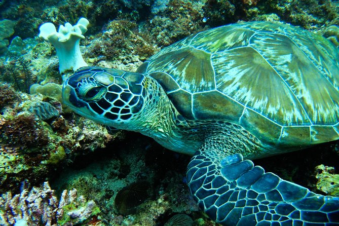 Scuba Diving in Boracay: SSI Basic Diver for Beginners - Equipment, clothing, and comfort