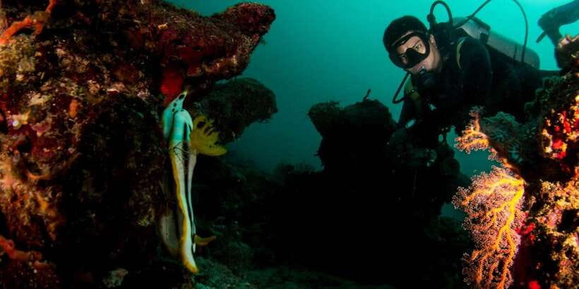 Scuba Diving in Boracay: SSI Basic Diver for Beginners - Should you book this Boracay scuba session?