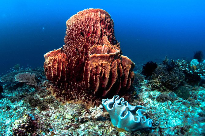 Scuba Diving in Boracay: SSI Basic Diver for Beginners - Why the shallow-water practice matters