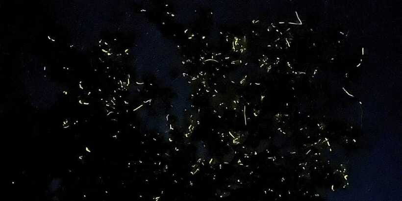 Shared Firefly Watching Cruise on Bohol’s Scenic Loboc River - Should you book the shared firefly cruise?