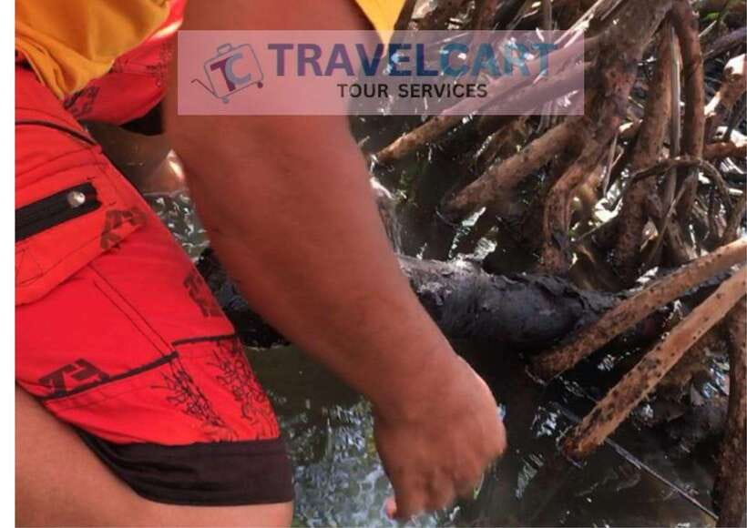 Shared Underground River with Mangrove Paddle Boat & LUNCH - A community boatman explains the mangrove forest