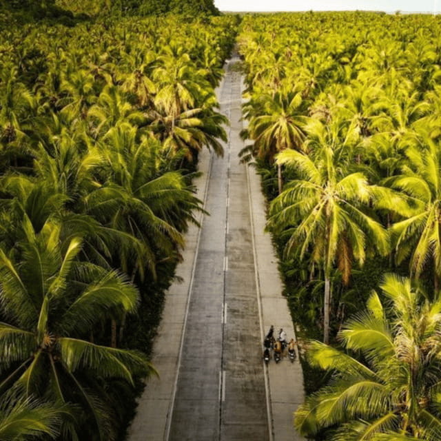 SIARGAO: Land Tour with Maasin River - Coconut trees from the road and the viewpoint