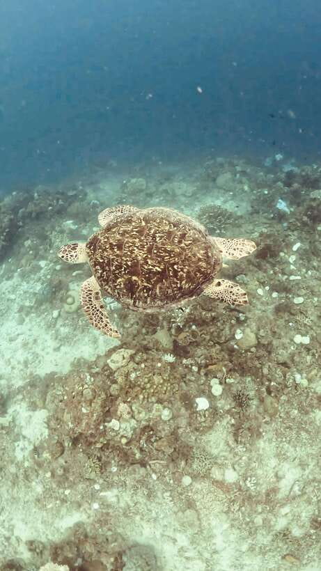 Siquijor: Freediving Adventure with Lunch and Beach Time - What this Siquijor water day is really about
